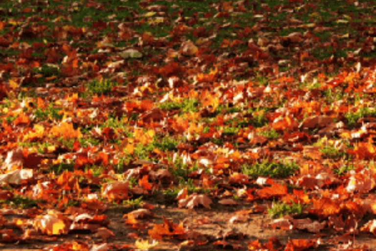 HOW TO PREPARE YOUR CHICAGO LANDSCAPING FOR FALL - Martin John